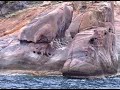 corsica1 corsica1