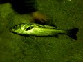Primeiro e único robalo(suzuki,seabass)da noite fisgado com isca artificial, mas pelo tamanho valeu a pena.Seguramente com mais de 80 cm, não tinhamos régua e o colega foi meio trambiqueiro na hora de fazer a medição á palmo.Peso? Não tenho a mínima idéia, mas levei mais de 5 minutos pra retirar o bicho da água e com a ajuda do Kubota. Bom, como não foi medido e nem pesado oficialmente,é bem provável que aumentem  as proporções nos bate-papos na cidade de Soja-hi :-).