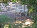 pervert-kangaroo.html