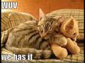 funny catz