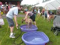 Greyhound Picnic