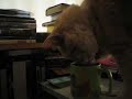 Miffy being cute/naughty Miffy being cute/naughty