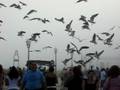videos de Flock of seagulls in Atlantic City