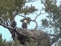 2:52 PM Maine Bald eagles Scuffle into the nest 11/13/08