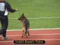 SV BSZS 2005 Ulm NKGR Offspring groups Part 2