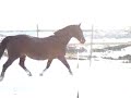 My pregnant horse...