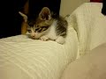 チョビ猫ロロ。