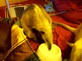 Anteater Brain Freeze Anteater Brain Freeze