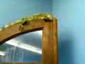 Iguana