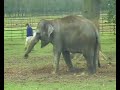  baby elephants whipsnade zoo wildlife england