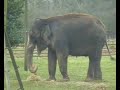 Elephants at Whipsnade Elephants at Whipsnade