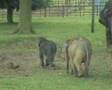 Elephants at Whipsnade