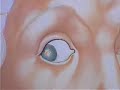 pittura su ceramica / ceramic painting  2 