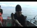 Alaska World Class Fishing Homer Lingcod Halibut Salmon Rockfish Yelloweye - 11-21