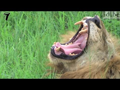 MALE LION YAWN