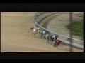 Bad Ragaz my most recent winner at Angle Park greyhounds Bad Ragaz my most recent winner at Angle Park greyhounds