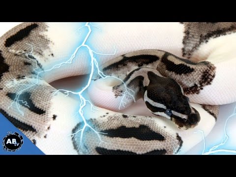 YouTube reptile video