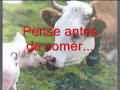 vegetarianismo pense sobre isso!