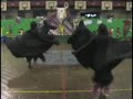 Festival de Artes e Folclore 2008 - AR�BIA SAUDITA - parte 1