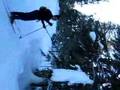 The Arborist
