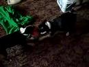 Boston Terriers