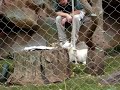 Bebes tigres brancos no Secret Garden - Vegas