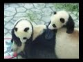 Panda Twin ??????