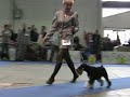 EuroDogShow 2008, Sznaucer miniaturowy cz.-s., Championy EuroDogShow 2008, Sznaucer miniaturowy cz.-s., Championy