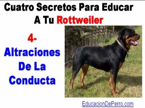Rottweiler
