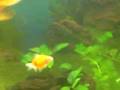 videos de mon gros ruykin