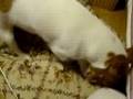 Crazy　Ｄog！？　vol.2