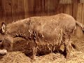 Miniature Donkey HHAA Picaboo Sweet's Birth