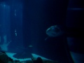 Sunfish at the Lisbon Oceanarium - Peixe-lua no Ocenário de Lisboa