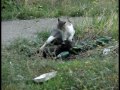 Wild cats are fighting for real