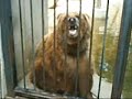 Bears, Lemuer, and Apes!
