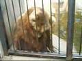Bears, Lemuer, and Apes!