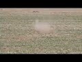 Varmint Shooting @ The Ranch May 2008 Clip 2 Varmint Shooting @ The Ranch May 2008 Clip 2