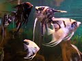 ACQUARIO con scalari...da 700litri ..... ACQUARIO con scalari...da 700litri .....