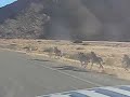 Zebras fleeing