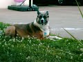 my dog Beauty! woof woof!