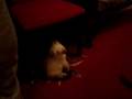 videos de MOV00950