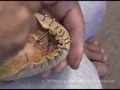 Tim Skyrme shoemaking, lasting a shoe by hand, part 2 Tim Skyrme shoemaking, lasting a shoe by hand, part 2