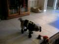 videos de new yrs 095