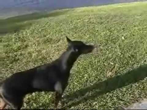 Doberman Pinser