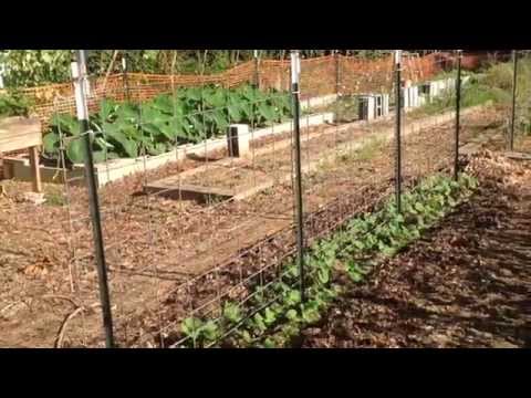 how to fertilize green beans