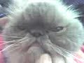 Koshka blya