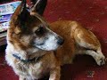 The Corrie Dog