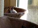 Chatons Bombays, 2 Sphynx et 1 Burmese