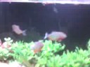Meu aquario plantado com 3 piranhas caju.Ainda está em fase de projeto...faltou grana prá terminar...claro neh..porra 