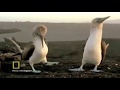 Let's Do The Booby Dance! (original narration by Randall)